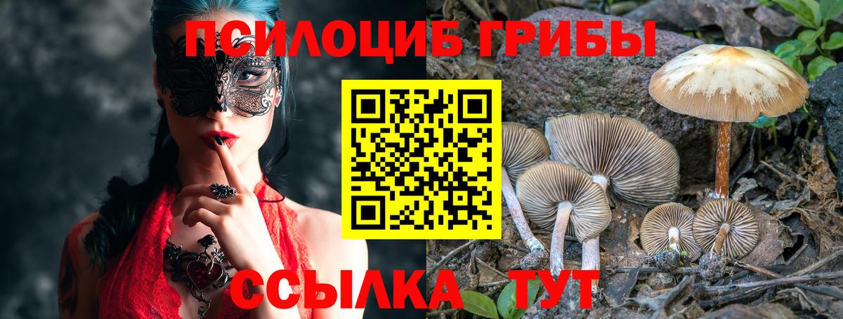 Псилоцибиновые грибы Psilocybe Рязань